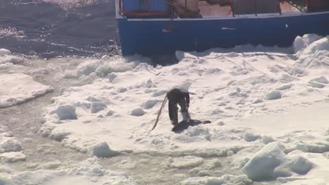 2014 Canadian Seal Hunt Exposed