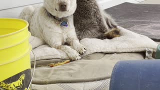 Raccoon Requires Cuddles From Dog Friend