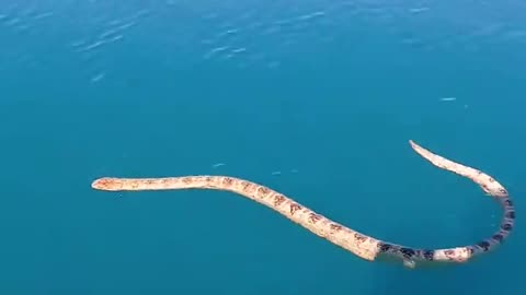 Have you ever seen a sea snake up close?
