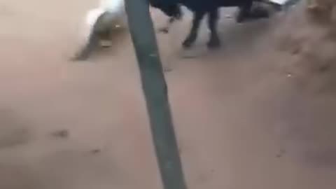 Goat vs goose, the fight