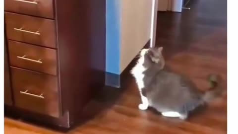 Funny and Cute Cats Video #123