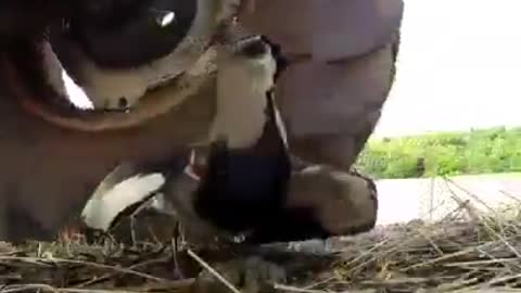 Bird protects its egg,from tractor,mother bird protect her egg