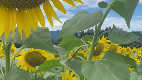 A sunflower field in northern part of Japan