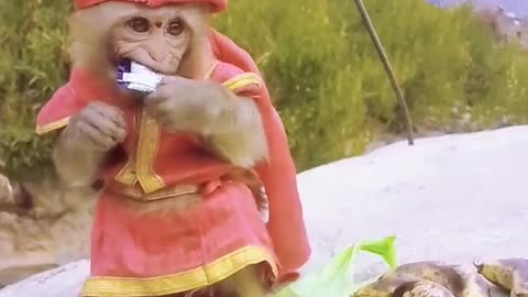 monkey clothes , funny monkey , funny animals , animals