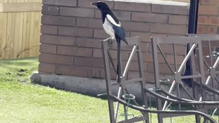 Magpie sings