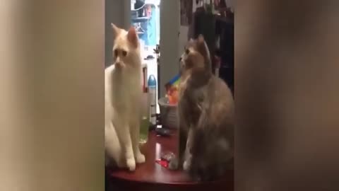 5 Minuten lustiger Katzen-Hunde-Wettbewerb 😂 lustige Tiervideos