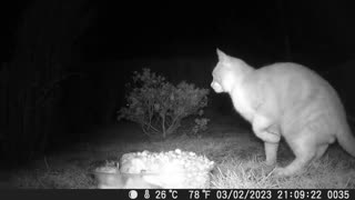 Sneaky Fox Grabs a Bite of Cat's Food