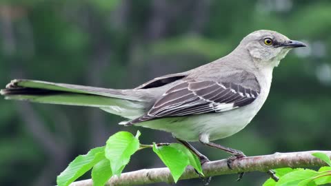 Mockingbird Bird Song, Bird Call, Bird Calling - AnimalInc