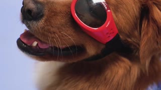 Dog relaxing with glasses