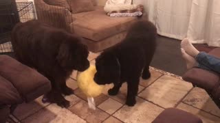 Two Newfoundlands engage in precious tug-of-war