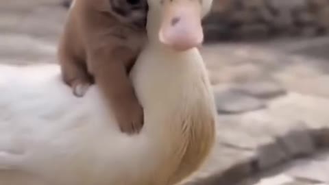 Cute dog is riding a duck