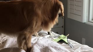 Cat Fight With Golden Retriever