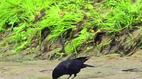 Raven looking for food by a river / beautiful raven by a river.