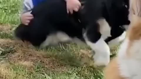 Little Boy Learned To Crawl By Chasing His Dogs