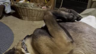 Puppy slides off couch while sleeping