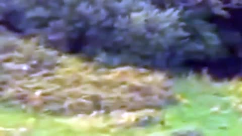 5 Mysterious Creatures Seen in Real Life & Caught on Camera!