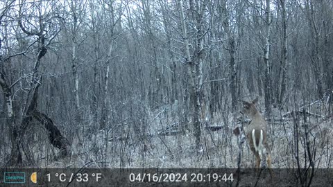 Moved A Camera, Deer Family Are Back
