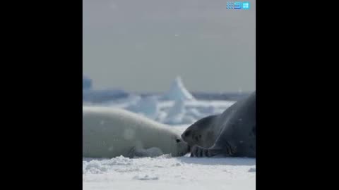 It's time for this week-old harp seal pup to learn to swim.