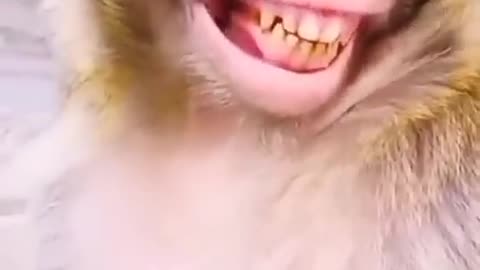 monkey funny video