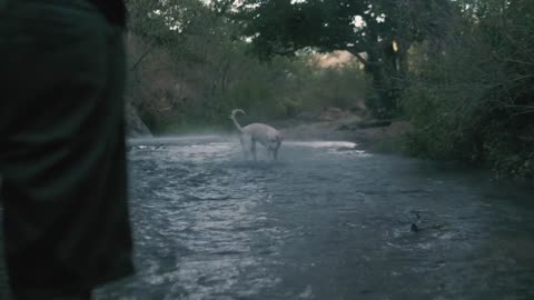 Dog catches aa river,#dog catches a ball in a river,dog catches ball in river,dog catch ball in
