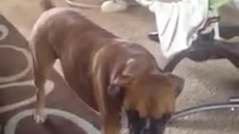 Boxer prevents mom from playing with her baby