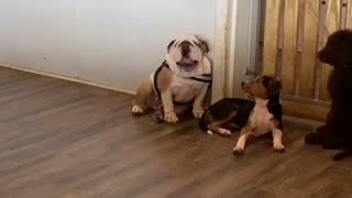 Doggy Doesn’t Like Staying at Daycare