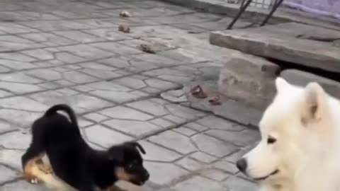 Funniest Cats And Dogs Video 133