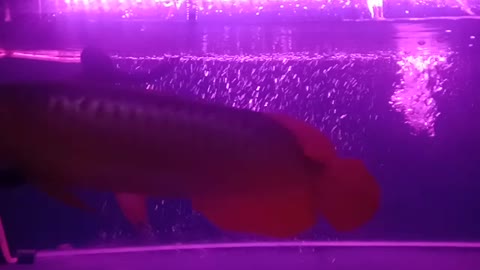 Borneo Super Red Arowana west Kalimantan