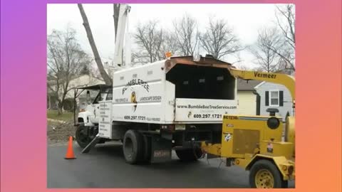 south jersey tree pruning