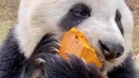 Strong Jaws Of Panda