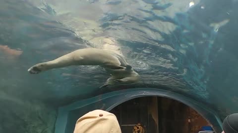 Polar Bears Playing in Canadian Zoo