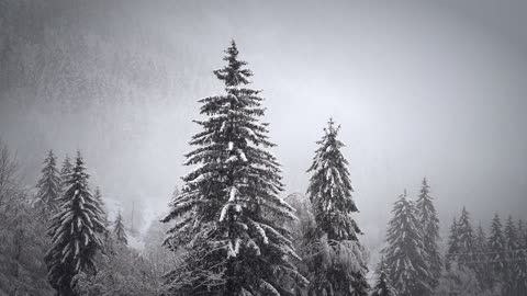 Snowy Trees - Snowfall | Watch & Relax