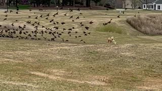 Petey The Pup Chasing The Birds