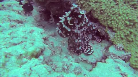 Octopus changes color - HD video - Part 4