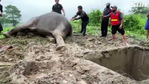 Hero vets save mother elephant's life with CPR and rescues baby from drain