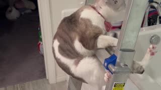 Cat With Cone Struggles with Ladder