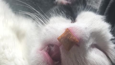 Snoozing Kitty Eats Treats in Her Sleep