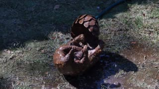 Pangolin animal wildlife nature mammal zoo