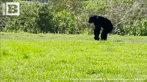 VANILLA SKY! Chimp "Vanilla" Caged for 28 Years in Awe of Seeing the Sky for the First Time