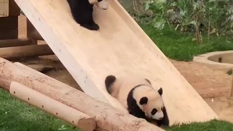 Panda mom teaching her baby how to play on slide