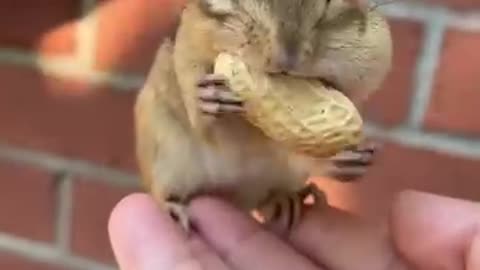 ❤The cute chipmunk is eating peanuts short video❤