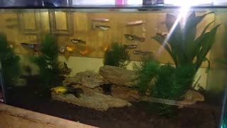 simple ornamental fish collection