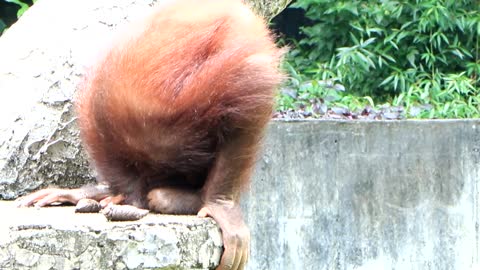 Baby orangutan drinks her own urine