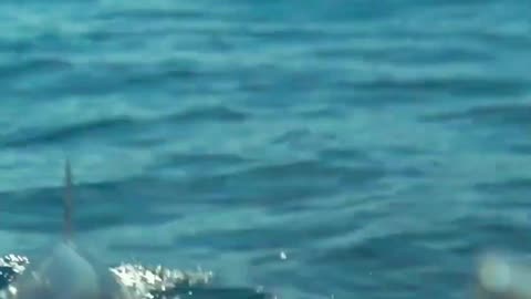 The Graceful Spinner Dolphins|#shorts#trendingshorts#Rumblebeshorts