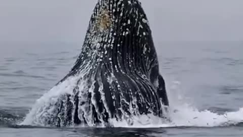 Amazing Whales Hunting For Fish