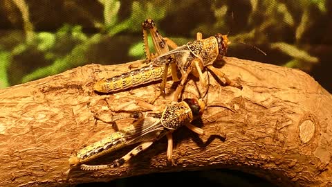 Locust in nature