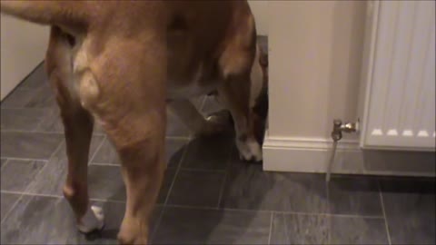 Curioso Boxer descubre el juego más ruidoso del mundo