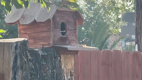 Built a bird house for feeding birds
