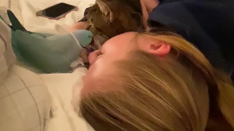 Pretty Parakeet Gets Jealous of Cat
