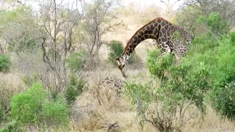Bull Giraffe knocks out opponent with a strong blow to the head